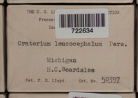Craterium leucocephalum var. leucocephalum image